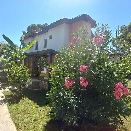Begonville فيلة *